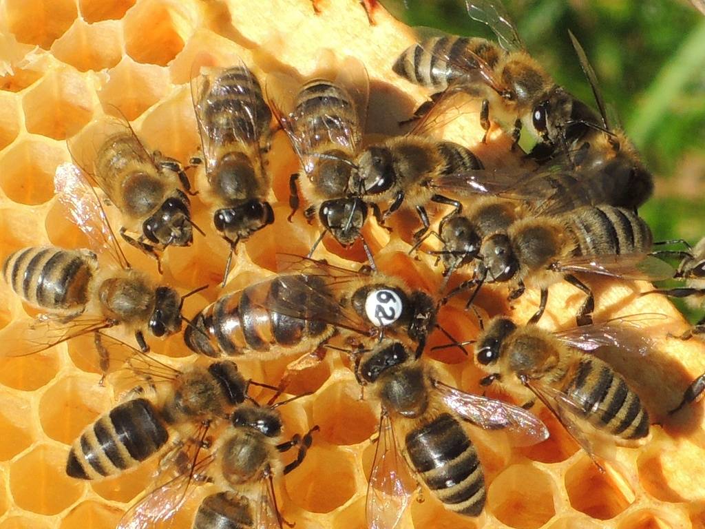 Our Queen Bees - Carnica Cimala Local Alp Carniolan Bee ...