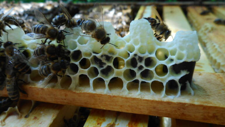 Sommerliche Produktion von Bienenköniginnen