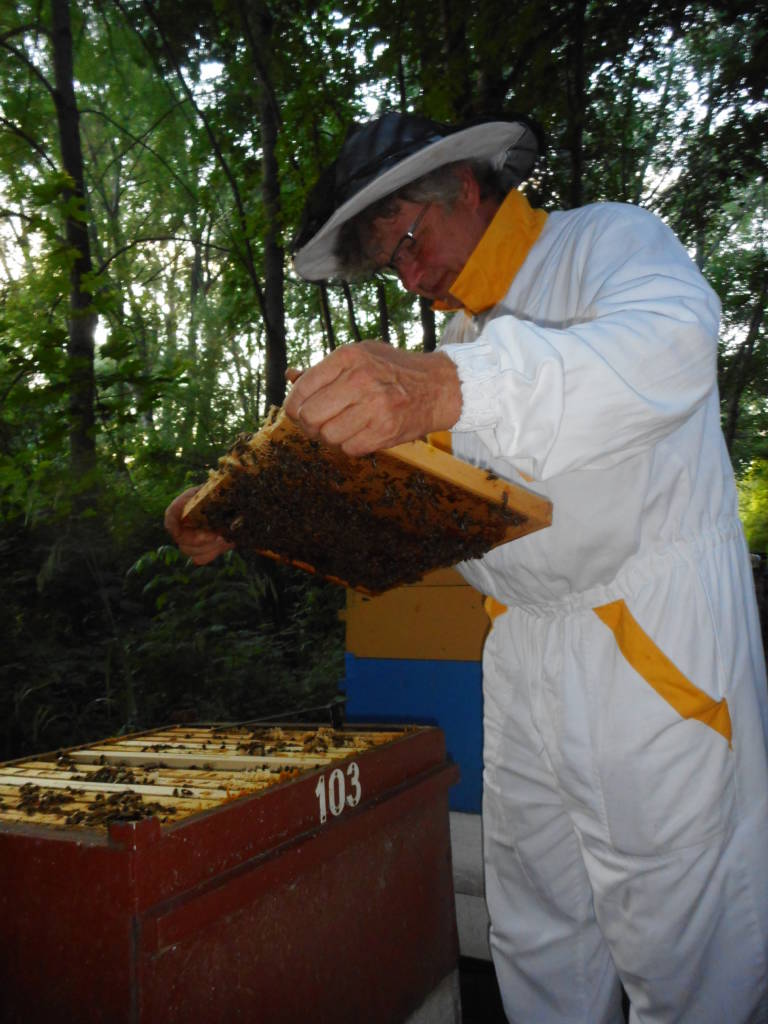 Pavel inspects a bee frame. 