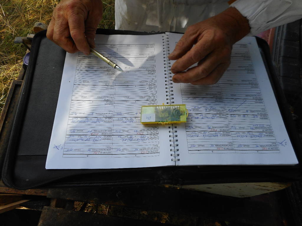 Documenting and tracking our bees