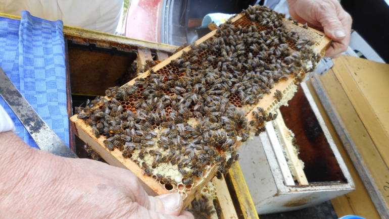 Einschließen der Bienenkönigin und Vorbereitung für den Versand