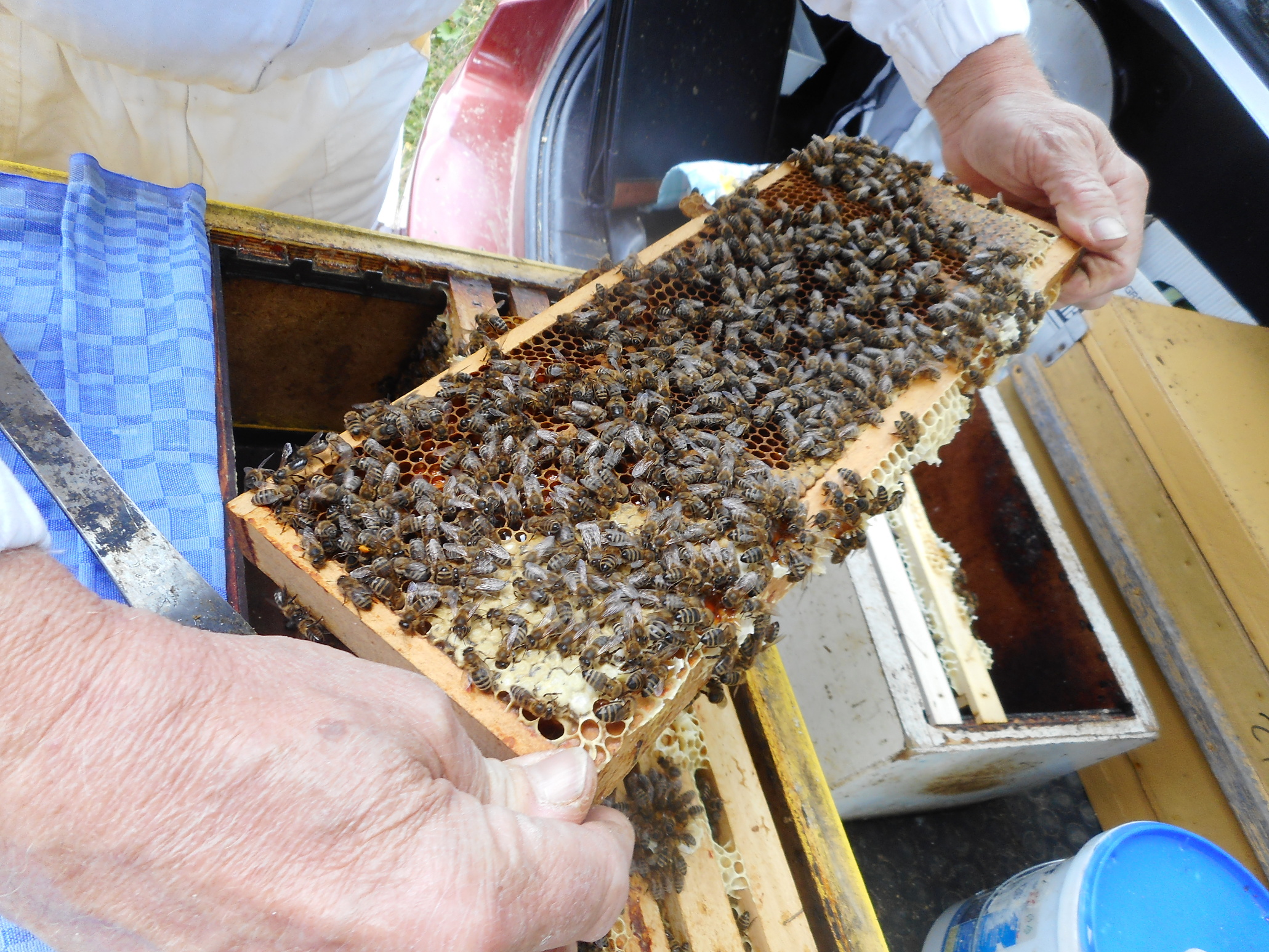Queen Bee Capture and Preparation for Shipping Carnica Cimala