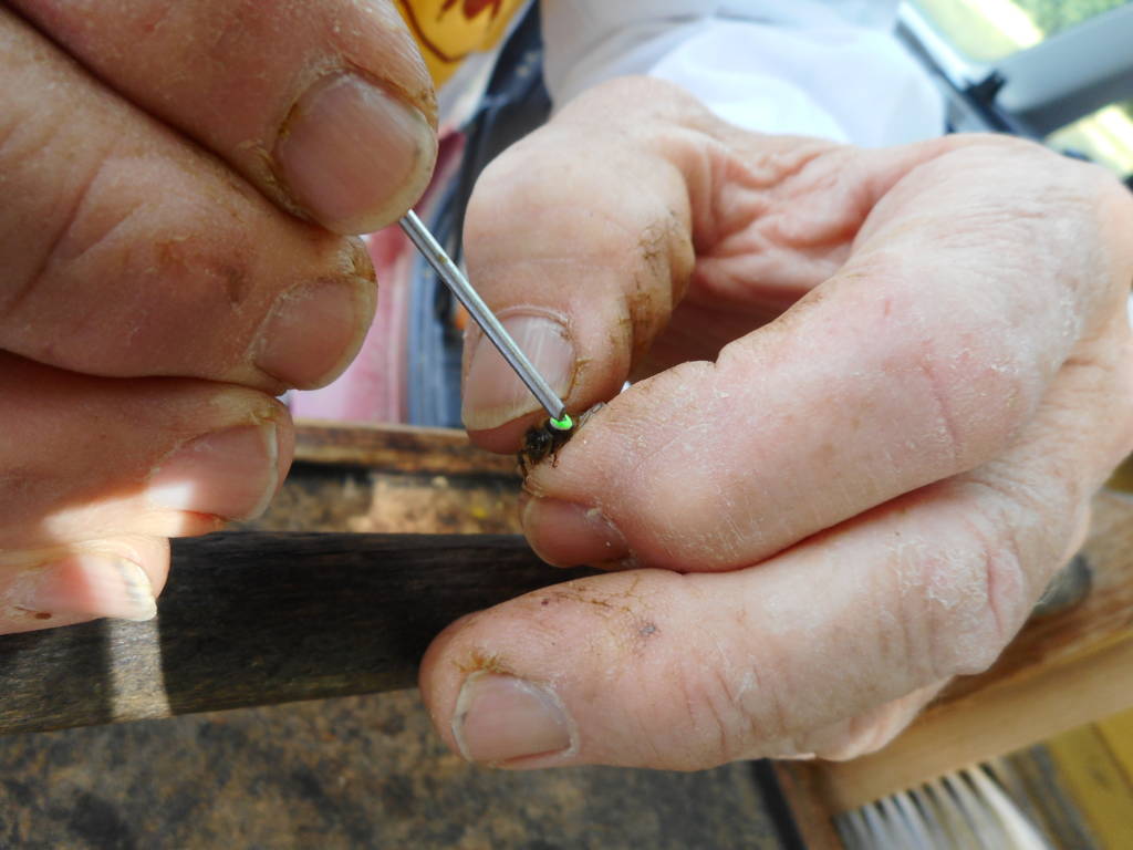 An individual tracking number is applied to each queen with adhesive glue.