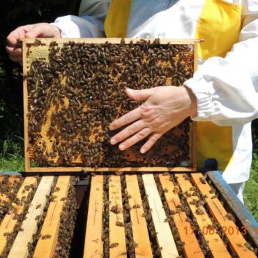 Was unsere Bienen besser macht