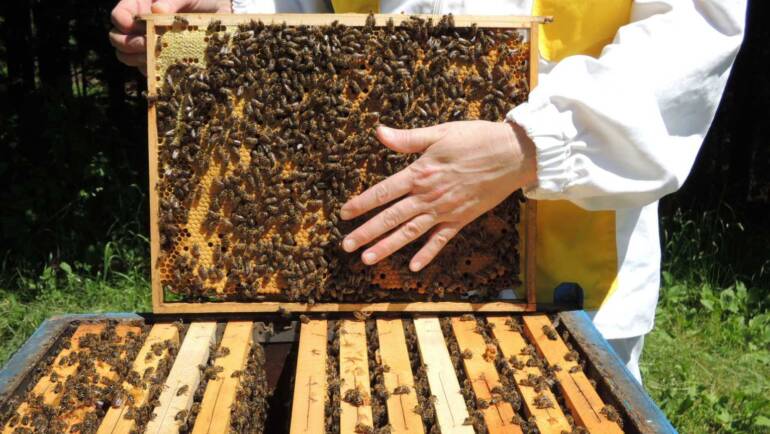 Was unsere Bienen besser macht