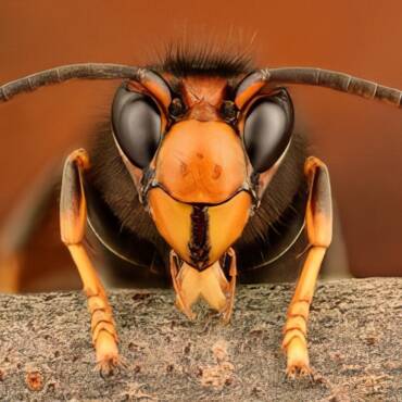 Bee Story from Belgium I.