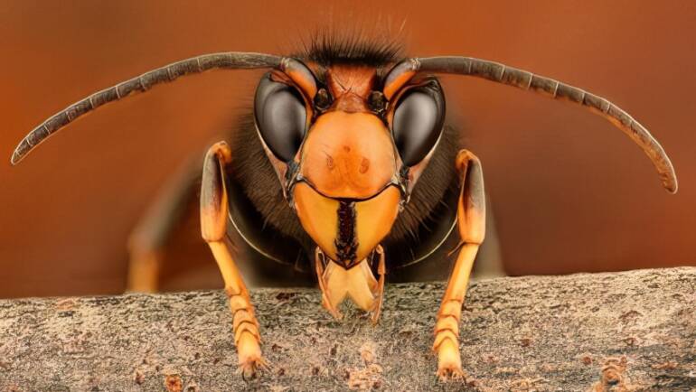 Bee Story from Belgium I.