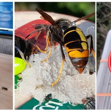 Bee Story from Belgium II.