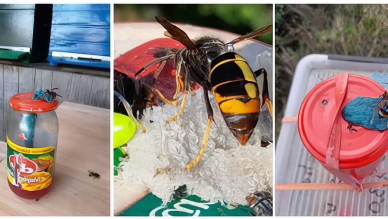 Bee Story from Belgium II.