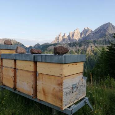 An Enthusiastic Beekeeper from The Italian Dolomites I.