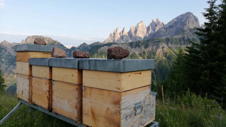An Enthusiastic Beekeeper from The Italian Dolomites I.