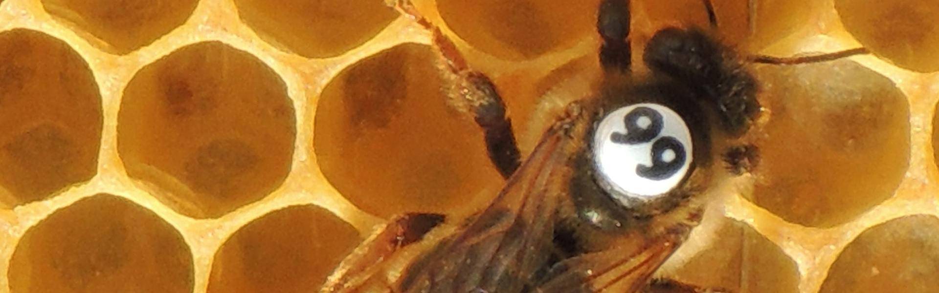 Carnica Cimala queen bee  slider 3