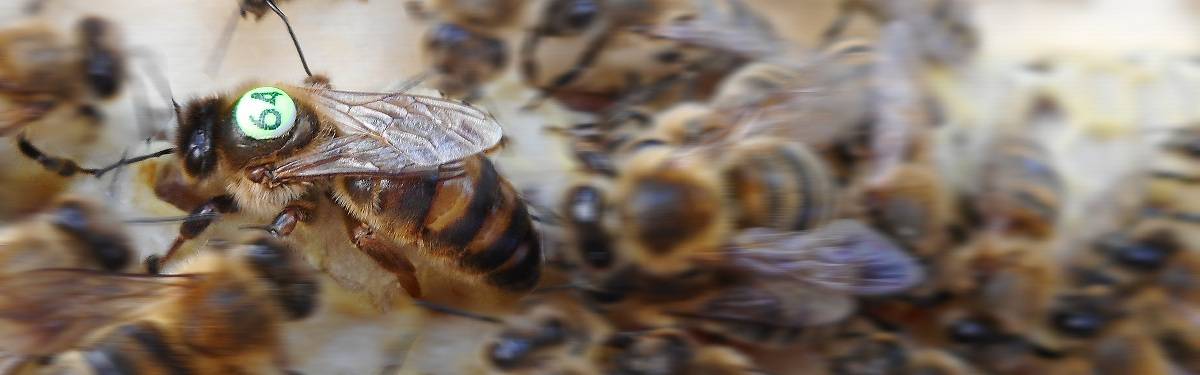 Carnica Cimala queen bee  slider 3