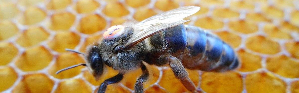 Carnica Cimala queen bee  slider 3